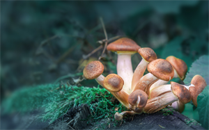 Menninger Clinic | What Texas' New Psychedelic Research Bill Means for Mental Health