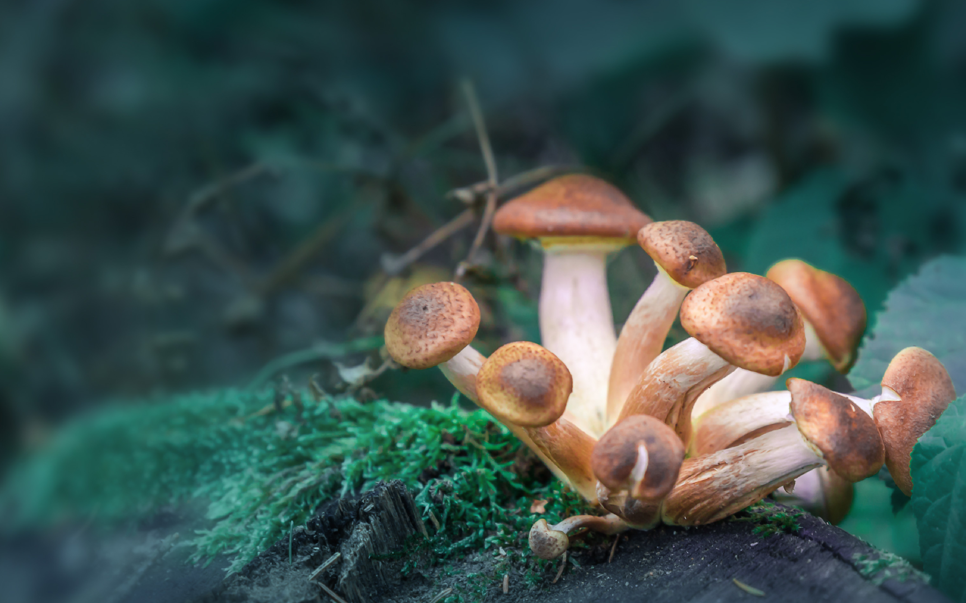 Menninger Clinic | What Texas' New Psychedelic Research Bill Means for Mental Health