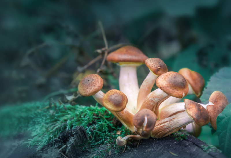 Menninger Clinic | What Texas' New Psychedelic Research Bill Means for Mental Health